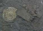 Ammonite Cluster (Harpoceras, Dactylioceras) - Germany #51342-3